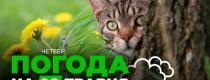 погода