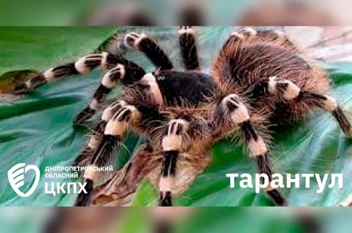 скрин