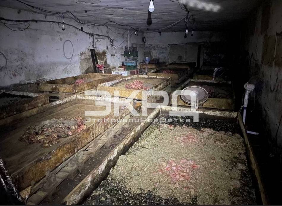 скотомогильник