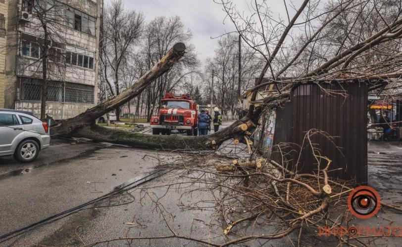 дерево