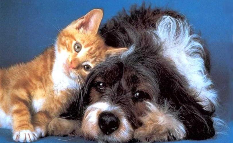 собака и кот