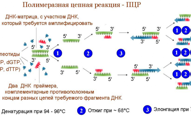 тест