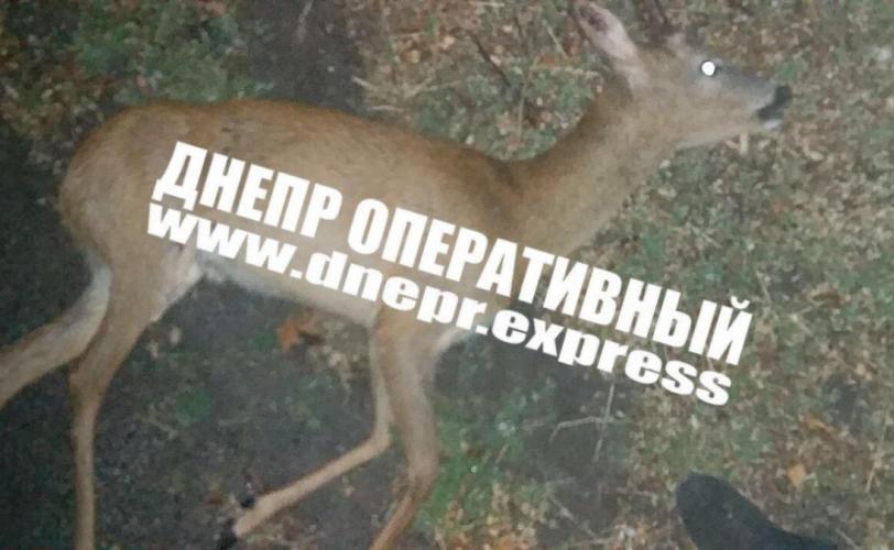 косуля