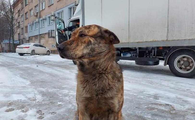 собака