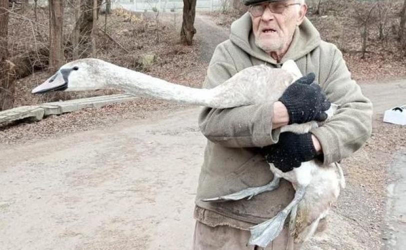 л