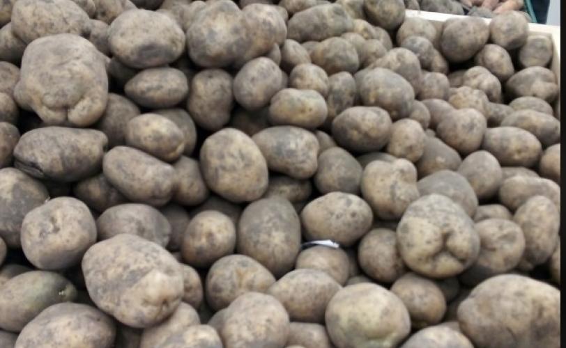 Скільки коштує картопля у Кам’янському