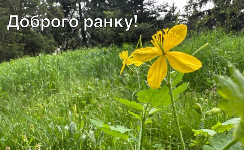 цветы