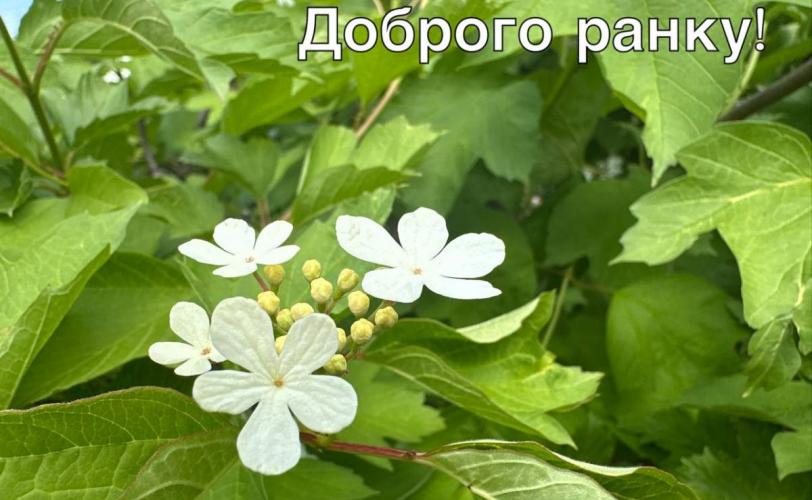 мер
