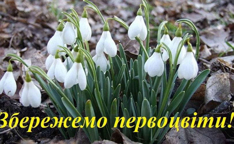 первоцвіт