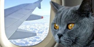 животное в самолете