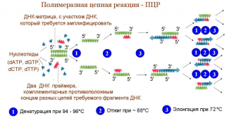 тест