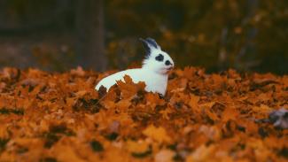 приметы