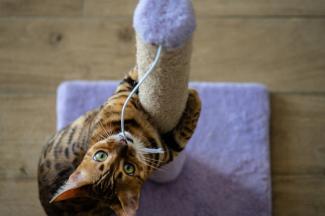 котик