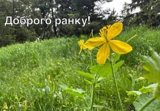 цветы
