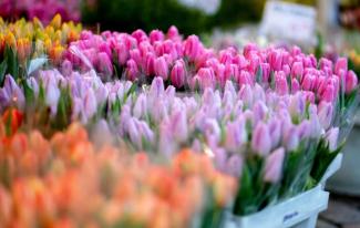 квіткові ярмарки