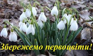 первоцвіт