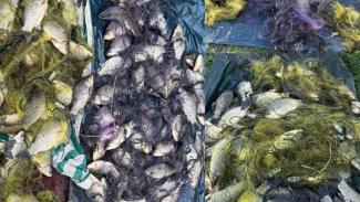 браконьєри