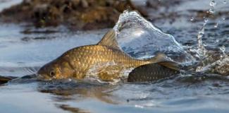 обмеження на риболовлю