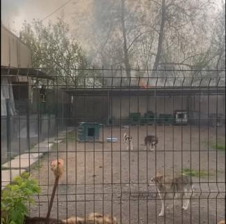 притулок для тварин