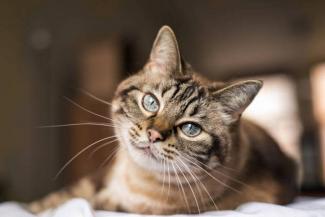 котик