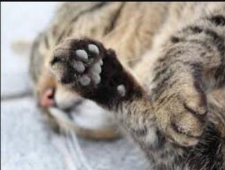 тварини