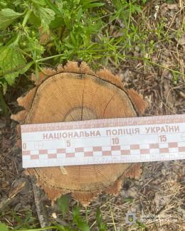 вирубка лісу