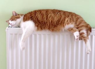 котик