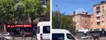 кінь