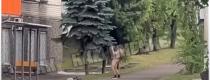 голий