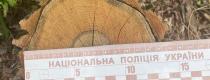 вирубка лісу